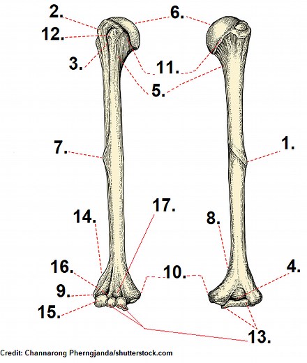 Humerus Bone Anatomy Quiz