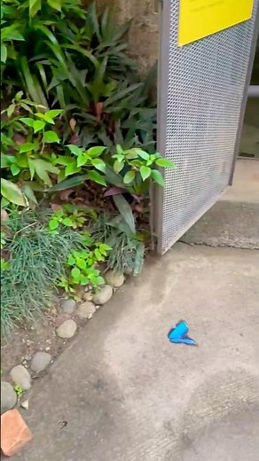 Stunning Elegance of Blue Butterfly