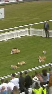 A brilliant renewal of the Corgi Derby | Racing TV