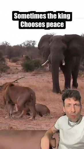 The African bush Elephant | Baryonic Matter