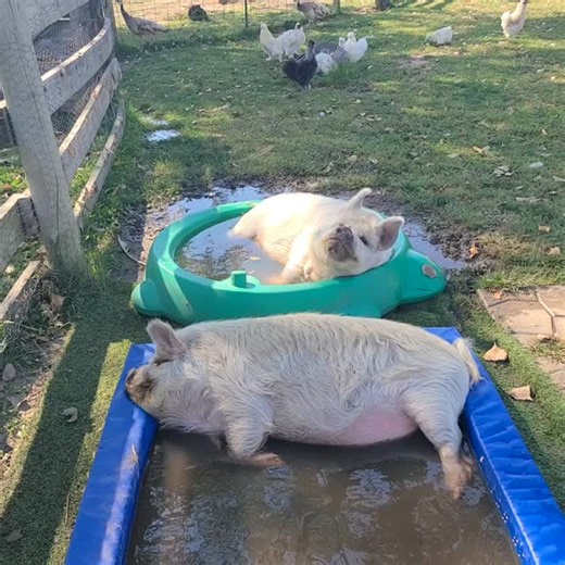 Borus and Banjo know how to enjoy life. #kunekunepigs | Polly the Performing Princess Pig