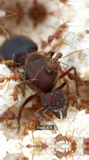 How ant holes are flooded 🧐🧐 #shorts #facts