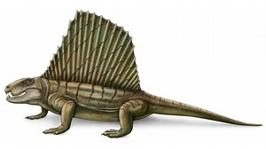 Why the Prehistoric Dimetrodon Isn't Considered a Dinosaur | Britannica