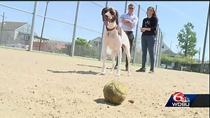 ​New dating app for dog-lovers hits New Orleans
