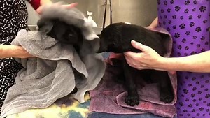 69 reactions · 3 comments | Getting dried off is the best part of bath time! Check out the America's VetDogs page to see these pups getting bathed  The video shows two black Labrador puppies getting towel dried off by two volunteers. | Guide Dog Foundation for the Blind | Facebook
