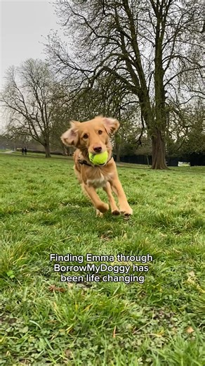 4.8K views | Find borrowers in your area who would love to spend time with your dog, for walks, playdates and overnight stays  | BorrowMyDoggy | Facebook