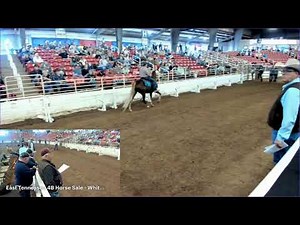 East TN 4B GAITED Horse Sale - White Pine, Tennessee