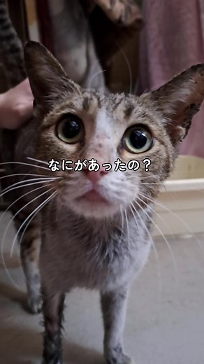 Cat Care for Injured Felines: A Healing Journey