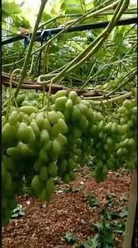 ARRA 15 form Italy 🇮🇹 Ready to harvest | Grapa varities | arra grapes | 7th harvest