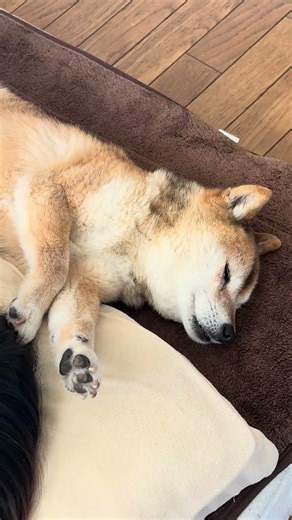 #柴犬 #柴プー #shibainu