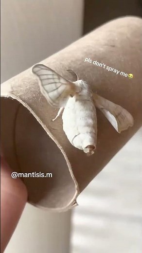Thick silk moth spraying liquid