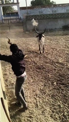 aggregate kankarej cow attack in people | kankarej cow run & full power show#short#viral#trending