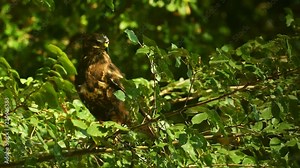 Bird of prey taking off and flying away