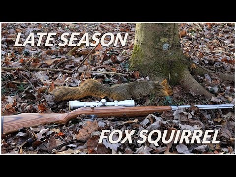 HUNTING PENNSYLVANIA FOX SQUIRREL