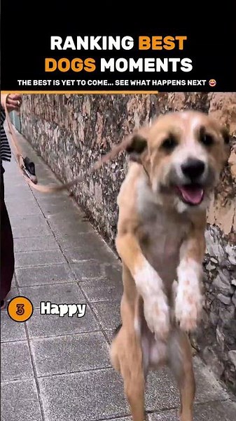 ( DOG FUN ) 🐶 Funniest dog moments Various😂😂