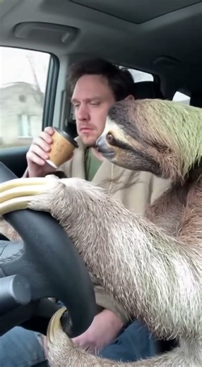What if the sloth is driving the car with you?#funny #animals #sora