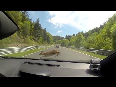 Deer Gets Hit By Speeding Racer Going 112mph At Nurburgring Race Track!