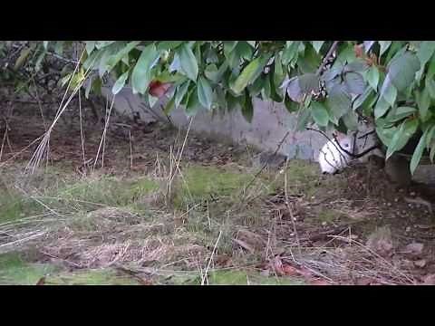 Catching wild albino baby rabbits