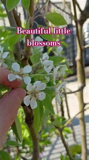 I hope they will turn into fruits 🌸