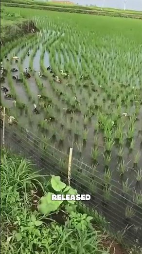 Ducks as Natural Weed Killers: The Ancient Rice Farming Method