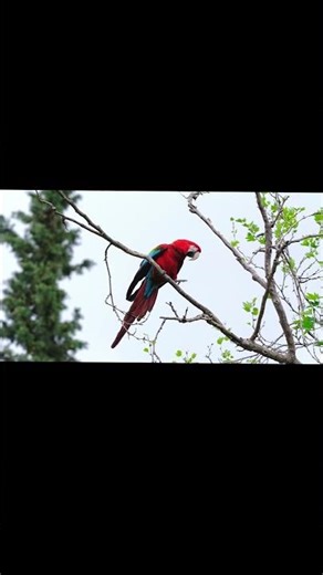 🎨Clean color control in seconds.#Shorts #Premierpro #DesignTips #ColorGrading #CreativeShorts