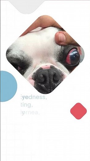 Dog Glaucoma Explained in Minutes!