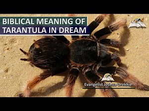 Biblical Meaning of TARANTULA in Dream - Prophetic and Spiritual Meaning