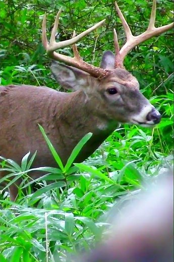Bow Hunting a Giant Buck! INSANE Close-Range Shot 🦌🔥#wildlife#deerhunting#shorts#hunting#wildlife