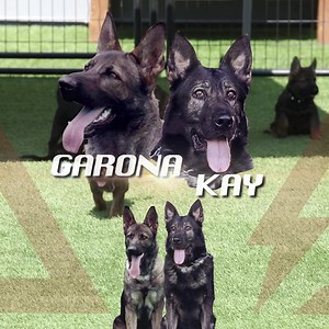 731 reactions · 74 shares | PROFESSIONAL GERMAN SHEPHERD PUPPY BREEDER | Delta K9 Academy | Facebook