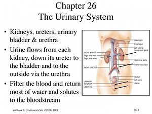 Chapter 26 The Urinary System - SlideServe
