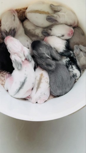 🌸 Bébés angoras anglais. 🌸 www.leslapinslilitoons.fr #cute #fluffy #cuteanimals #rabbitlove #teddydwerg #rabbitsofinstagram #rabbits #englishangora #bunny #rabbit #rabbitbreeder #leslapinslilitoons #lapins #toilettage #grooming #rabbit #groomingbunny #GroomingPets | Les lapins lili toon's - Elevage professionnel de lapins de compagnie