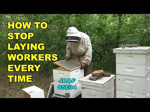 How to Correct a Laying Worker Bee Hive, Hive 1 Laying Workers S5E34, #beekeeping #layingworkers