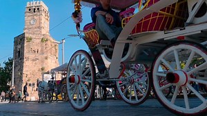 Cheval Animal Phaéton - Free video on Pixabay