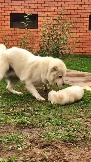 Playful Central Asian Shepherd Dogs in Outdoor Setting