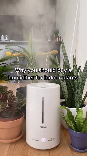 The Benefits of Using a Humidifier for Indoor Plants