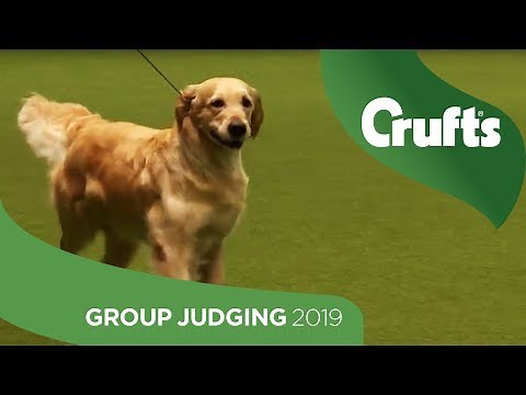 Gundog Group Judging and Presentation | Crufts 2019