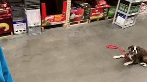 Piper the boxer goes home tomorrow which means today she went on a...