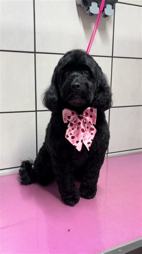 Poppy’s before and after #cockapoo #dog #doggroomer #doghaircut #tousledhound