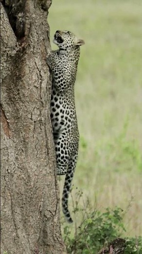 Leopard 🐆 | Jungle’s Silent & Deadly Predator