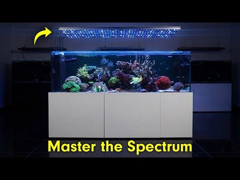 Master the Spectrum - Aquarium LED Lighting from Home Reefs to Public Aquariums | Orphek