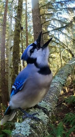 “Blue Jay’s TERRIFYING Trick! Mimics a HAWK’s Screech to Scare EVERY Bird Away?! 😱🦅”