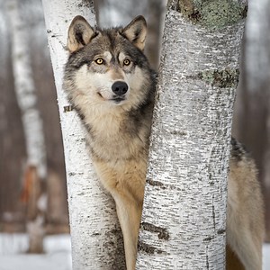 Cracklin Birch Fragrance Oil | Nature's Garden