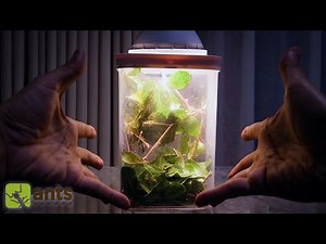 My Weaver Ant Colony Went Missing But Then Look At What I Found