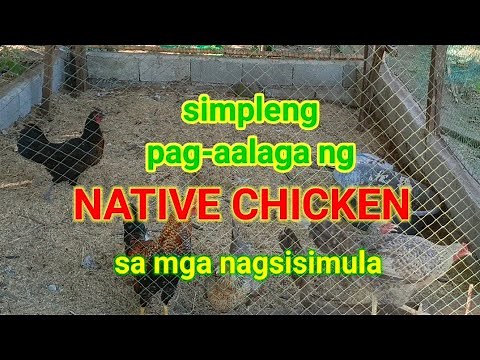 Paano mag-alaga ng native chicken.