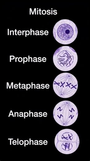 stages of mitosis #neet2026 #neet #biology #neetbiology