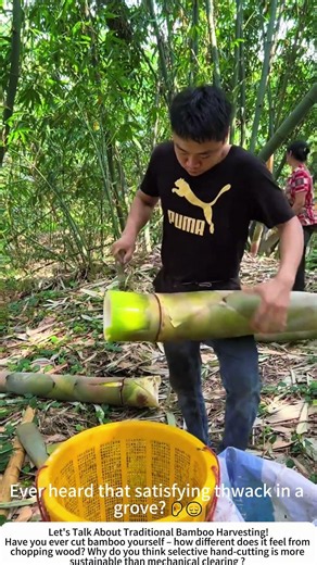 Bamboo Harvesting with Traditional Knife – Rhythm of the Grove 🎋🌲