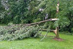 Dealing with storm-damaged trees