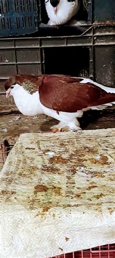 my European Lahori rich red breeding male ♥️