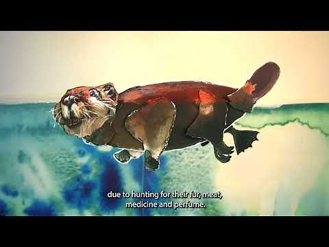 BEAVERS: Nature's Ecosystem Engineers