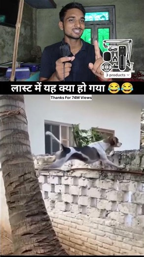 This dog only went to watch the fight 🐕🐶 | 74M Views | #viral #dog #shorts